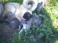 www.dog-ejdan.com,kangal,animals,pets,dog,av k�pekleri.