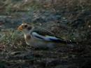 Snow Bunting - Plectrophenax nivalis Snow Bunting - Plectrophenax nivalis