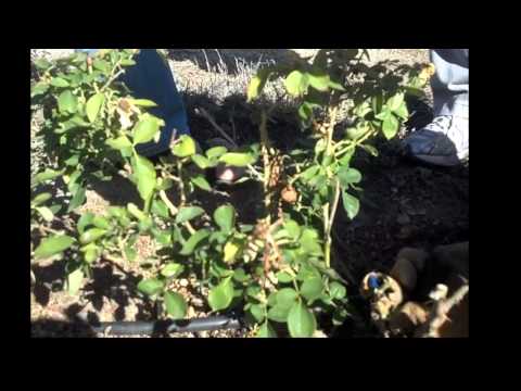 how to replant cut roses