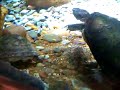 Turtle is trying to bite at a Slender Snout Crocodile tooth. This is at the Baltimore Zoo in Maryland, During Croc Week in July 2007