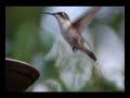 Humming Bird Facts