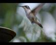 Humming Bird Facts