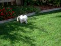 My pom pups playing