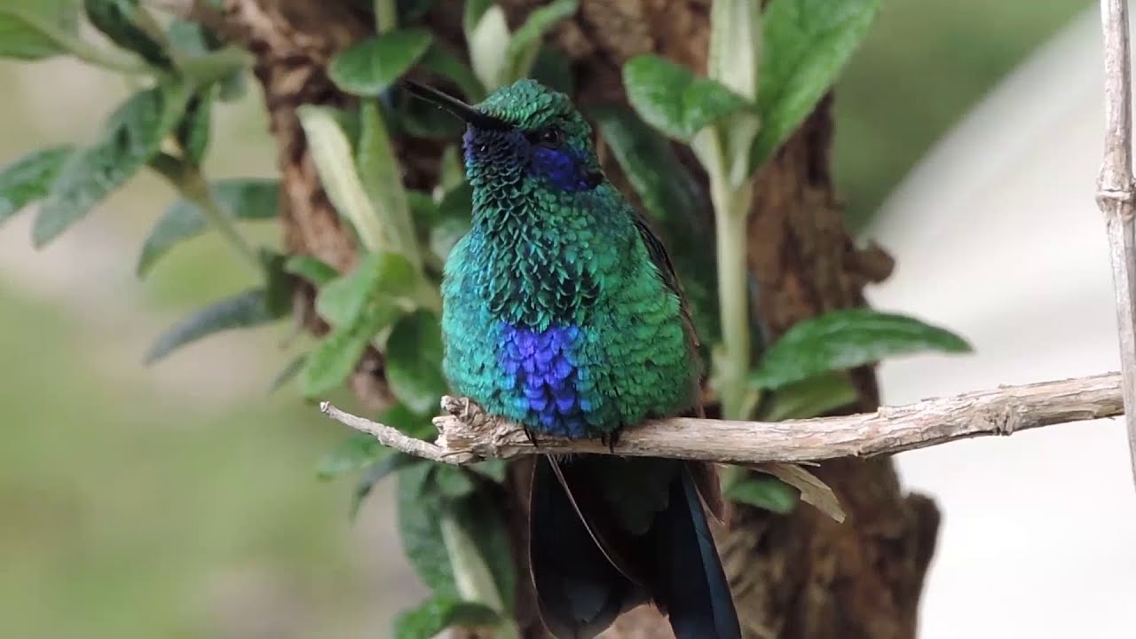 THREE MARIAS Community