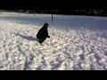 Dog & Snow (2009) - a 'doggy' film by Vinay