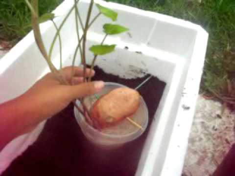 how to grow sweet potatoes in a containers