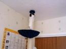 Stuart Little the Siamese kitten
