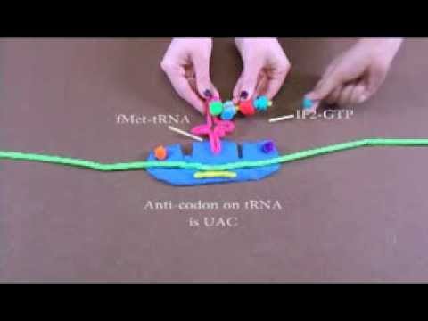 how to turn mrna into trna