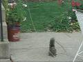 Just a Squirrel Trying to Get a Nut