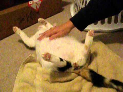 how to cat pregnant