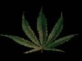 ska-p legalizacion