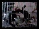 Mis pionus y los lichis