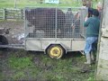 Removing & Returning The Neighbours Bull