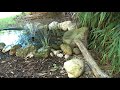 Mein oberbayerischer Exotengarten 2011