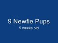 newfie puppies