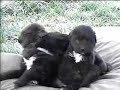 Newfie Puppies