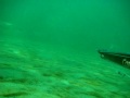 Spearfishing Striper bass Colorado River 300809