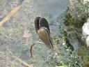 ?????Calopteryx atrata Selys??video 10