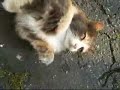 My cat acting out Di Quella Pira BADLY. And me talking.
