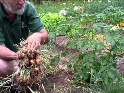 how to harvest shallots