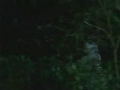 Lobo MV (edited version)