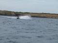 Lampedusa cavalcando le onde