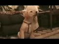 Leo, our yellow lab puppy at 2 1/2 - 2 months