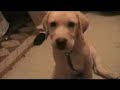 leo-1-12-months-old-yellow-lab-puppy-.html