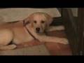 Leo, our yellow lab puppy at 2 1/2 - 2 months