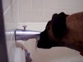 Juni rings a bell to drink from the shower tub