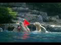 L'ours blanc et le plot rouge