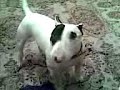 Bull Terrier on Cocaine