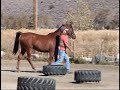 Cleo Pony