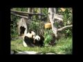 Cute Panda Cub Fu Long`s Birthday!