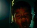 gulo gulo