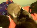 videos de Sleeping cats part 2
