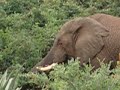 Elephant at Pumba Game Reserve, South Africa Elephant at Pumba Game Reserve, South Africa