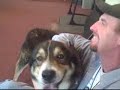 *ADOPTED* Frodo 5388313 Humane Society Colorado Adopt