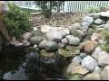 Fish-Pond-2009-09-07