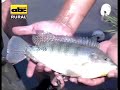 Producci-n-de-peces-