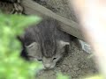 Newborn Stray Cats in my Back Yard
