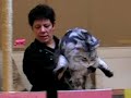 Tonto being judged at the Cat Show