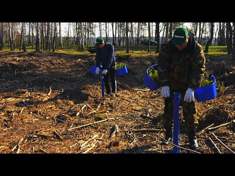 Неделя леса стартовала в Беларуси