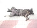 videos do chaka - cachorro na manguaça