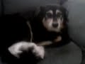 thats my tail