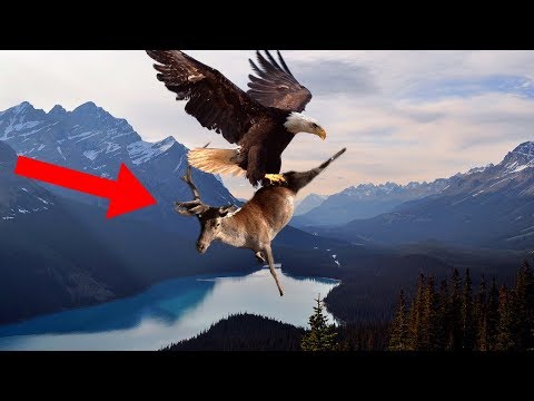 STRONGEST Animals In The World!