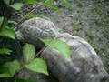 videos de Fighting Tortosies