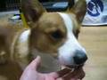 Goro@Welsh corgi 20071228 WALTHAM