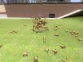 HeadCrab VS Antlion Guard.