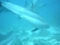 Scuba diving with 6 Dolphins  2  talking to us!